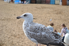 Larus argentatus