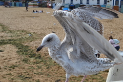 Larus argentatus