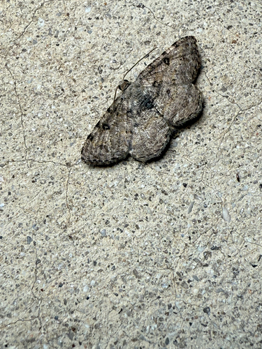 Hollow-spotted Angle photo 3