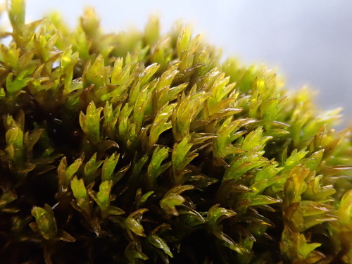 Schistidium agassizii observed 2025-09-11