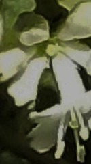 Lysimachia clethroides