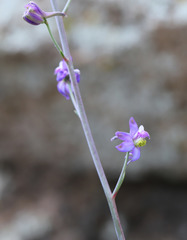 Delphinium parishii