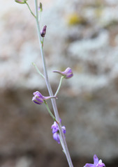 Delphinium parishii