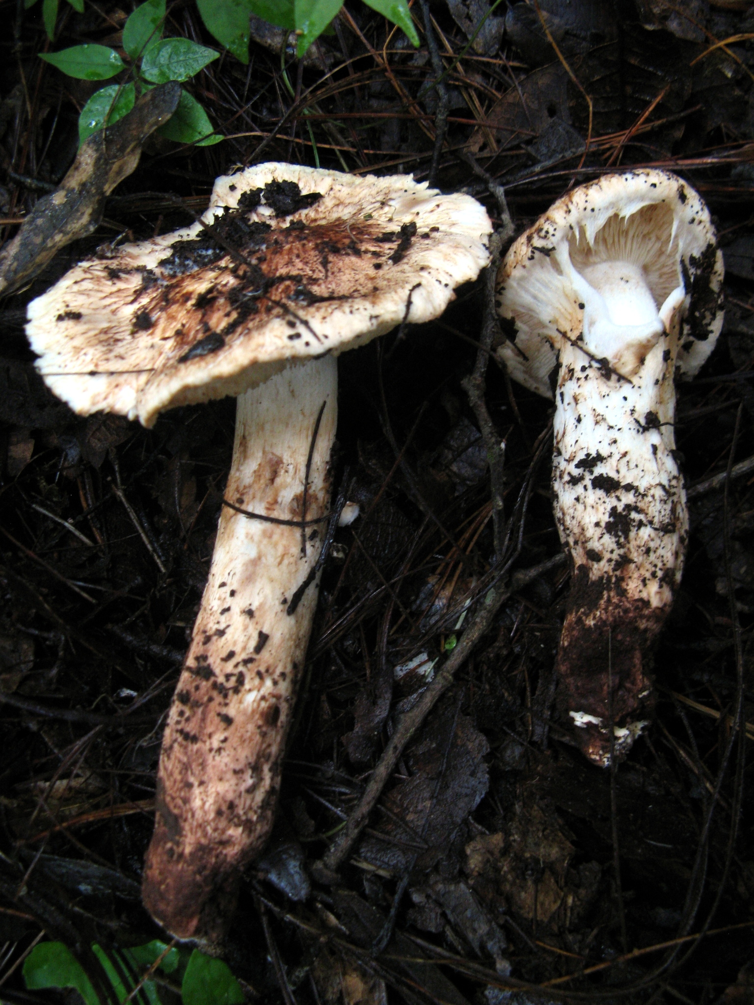 Section Matsutake · iNaturalist