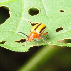 Lema daturaphila