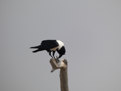 Pied Crow