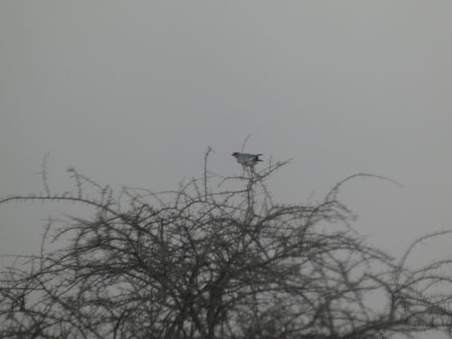 Pale Chanting-Goshawk