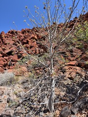 Brachychiton acuminatus