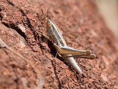 Macrotona