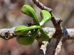 Brachychiton acuminatus