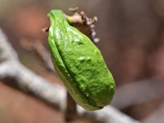Brachychiton acuminatus