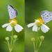 Himalayan Common Hedge Blue - Photo (c) Sunnetchan, some rights reserved (CC BY-NC-ND), uploaded by Sunnetchan