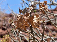 Brachychiton acuminatus