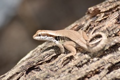 Leiocephalus macropus