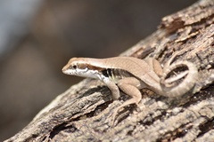Leiocephalus macropus