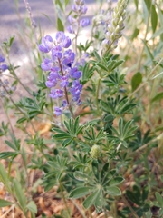 Lupinus argenteus palmeri