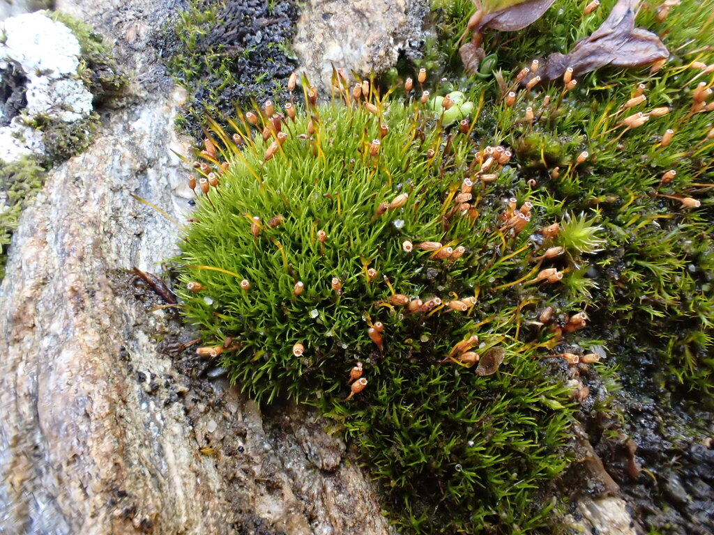 Hymenoloma compactum