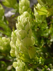 Castilleja occidentalis