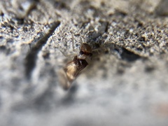 Insecta