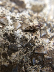 Insecta