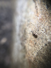 Insecta