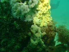Stolonica australis