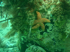 Stolonica australis