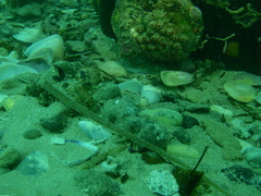 Stolonica australis