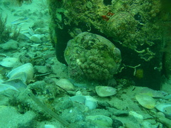 Stolonica australis