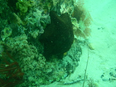 Stolonica australis