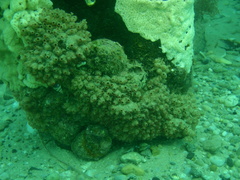 Stolonica australis