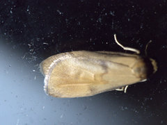 Lambula pristina