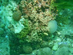 Stolonica australis