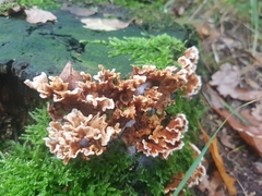 Podoscypha petalodes