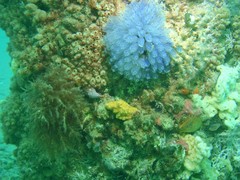 Stolonica australis