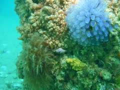 Stolonica australis