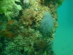 Stolonica australis