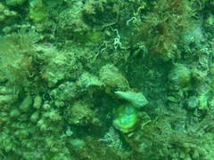 Stolonica australis