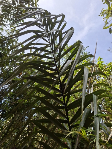 Vogels Wax Palm (Ceroxylon vogelianum)