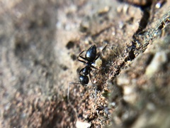 Formicidae