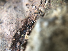 Formicidae