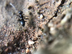 Formicidae
