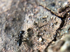 Formicidae