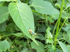 Caryanda spuria