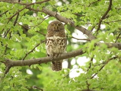 Glaucidium capense ngamiense