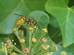 Vespula