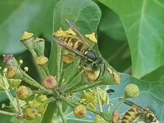 Vespula