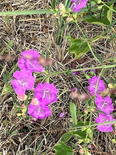 Saltmarsh False Foxglove (Agalinis maritima)