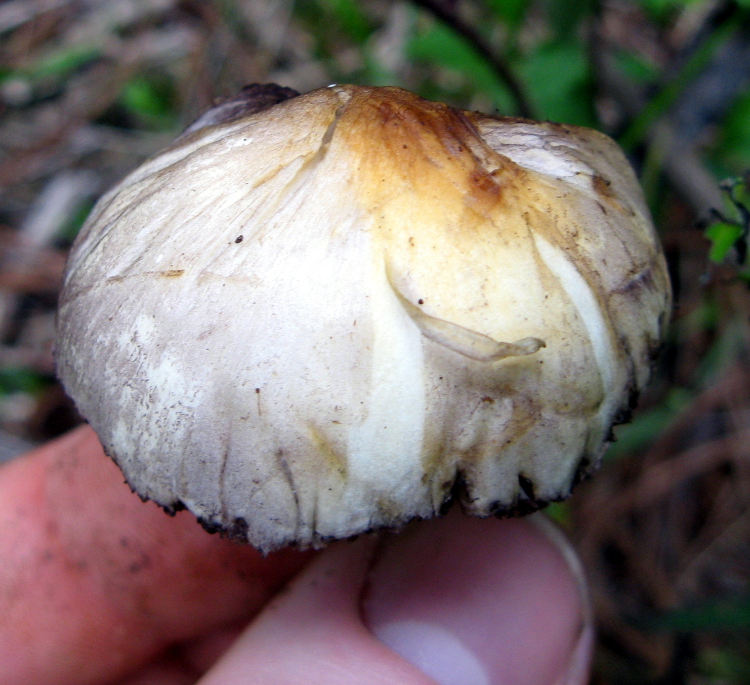 Psilocybe cubensis image