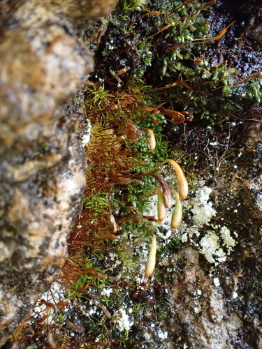 Plagiobryum zieri, 2025-09-12